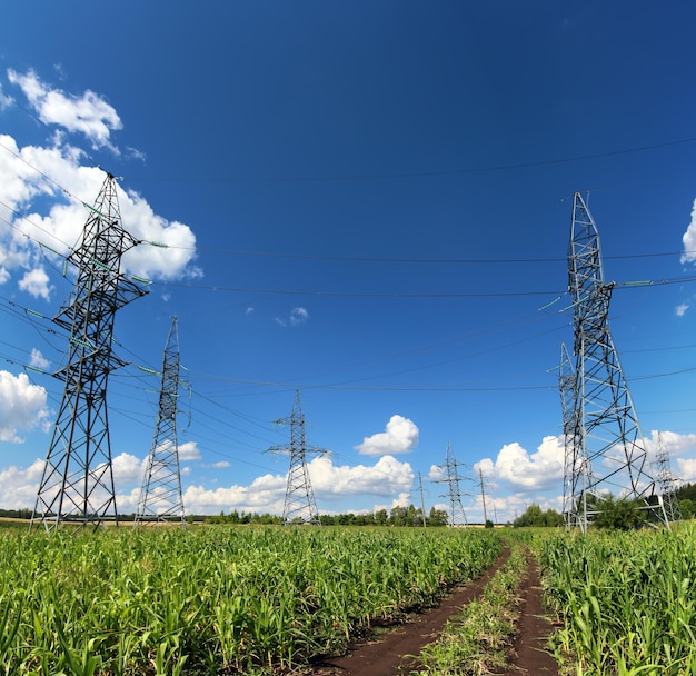 Alberi elettrici e strada in campo verde