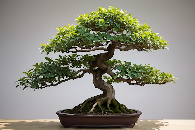 Alberi esotici di bonsai coltivati per decorazione