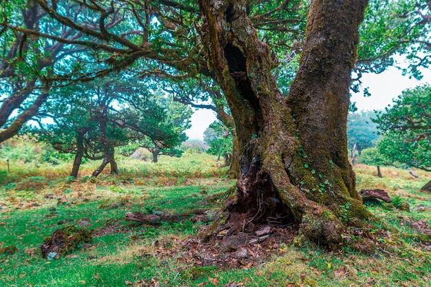 Alberi europei e foresta del Portogallo.