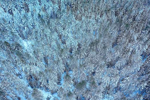 alberi foresta gelo vista dall'alto sfondo, vista astratta drone natura stagionale inverno abete rosso