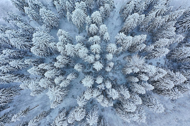 alberi foresta gelo vista dall'alto sfondo, vista astratta drone natura stagionale inverno abete rosso