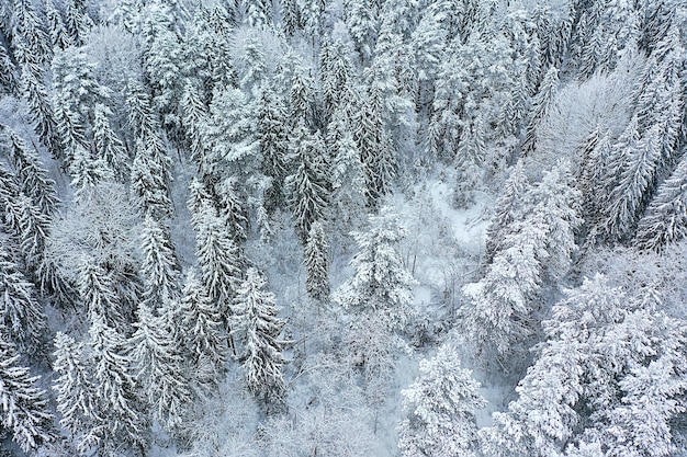 alberi foresta gelo vista dall'alto sfondo, vista astratta drone natura stagionale inverno abete rosso