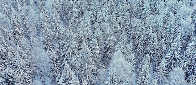 alberi foresta gelo vista dall'alto sfondo, vista astratta drone natura stagionale inverno abete rosso