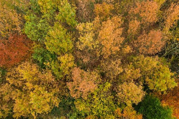 Alberi forestali autunnali con foglie rosso arancio e grren