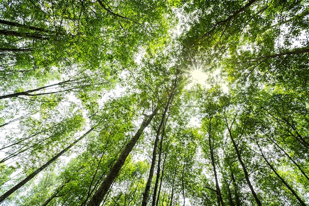 Alberi forestali con luce solare