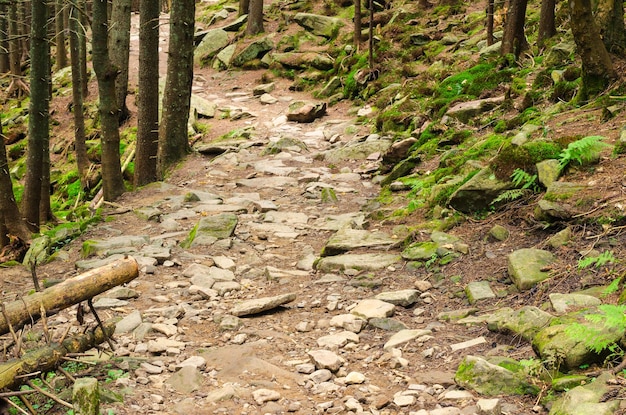 Alberi forestali con sentiero nel mezzo e raggi solari diffusi