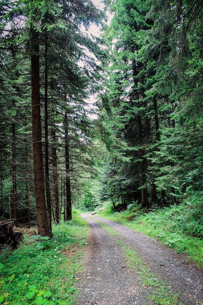 Alberi forestali e sentiero Immagine dal monte Tara Serbia Un'immagine retroilluminata di una foresta di pini alla luce del giorno