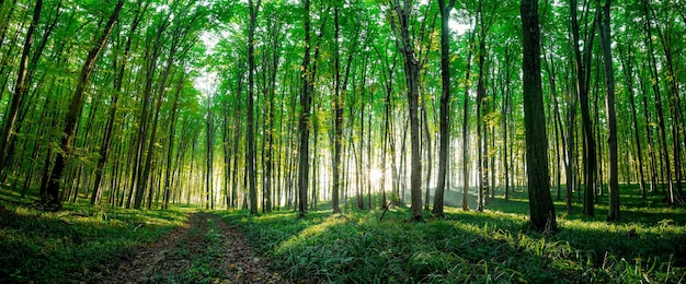 Alberi forestali estivi. panorama di sfondi di luce solare di legno verde della natura
