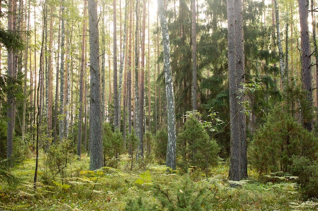 Alberi forestali illuminati dalla luce del sole. Radura della foresta.