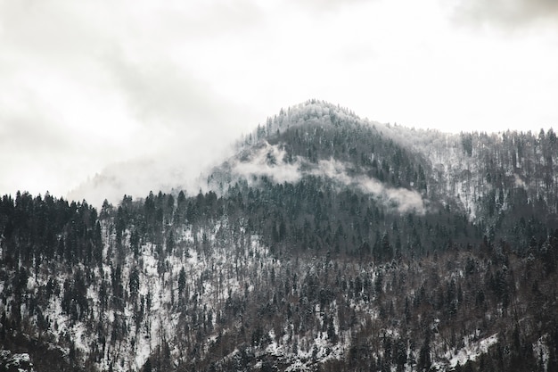 Alberi forestali innevati in inverno sotto il cielo
