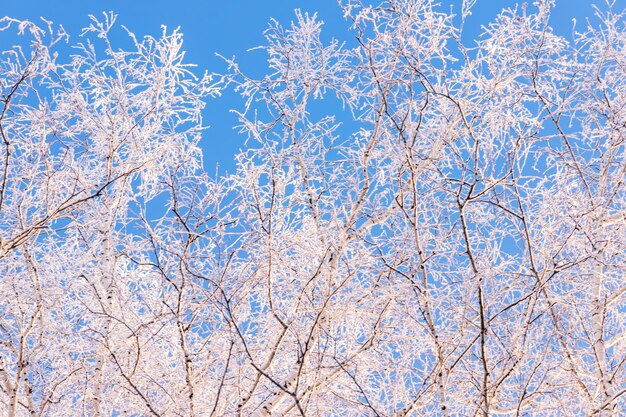 Alberi forestali invernali ricoperti di gelo e neve