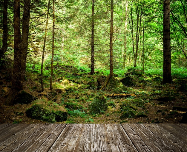 Alberi forestali natura legno verde luce solare