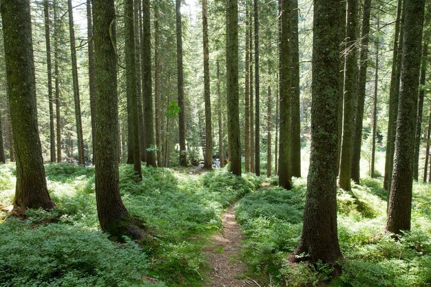 Alberi forestali natura legno verde sfondo luce solare