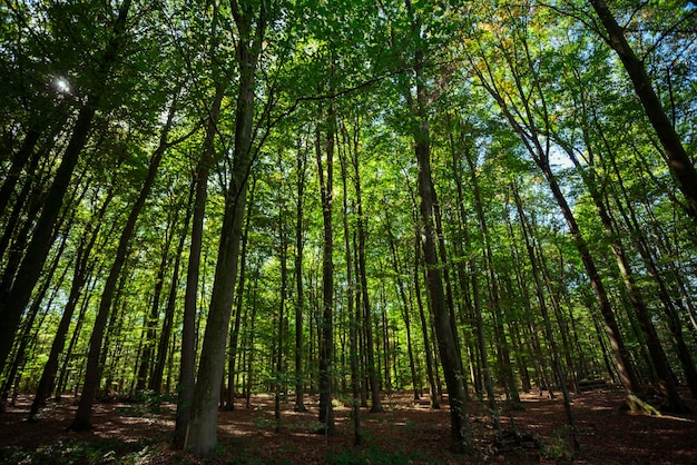 alberi forestali natura verde bosco