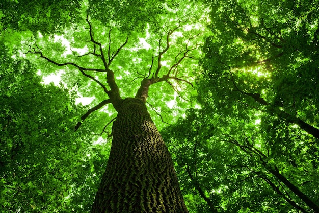 Alberi forestali natura verde legno luce solare sfondi