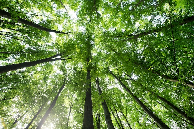 Alberi forestali natura verde legno luce solare sfondi