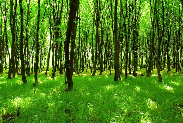 Alberi forestali natura verde legno sfondi