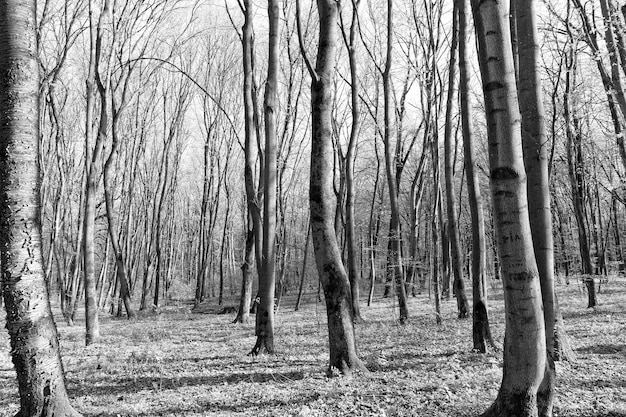 Alberi forestali primaverili che crescono boschi di paesaggio naturale