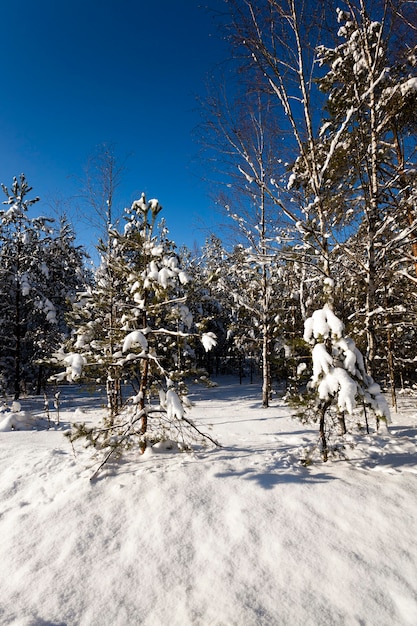 Alberi fotografati durante l'inverno. il terreno è coperto di neve.