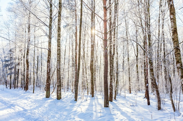 Alberi gelidi nella foresta innevata tempo freddo nella mattina di sole Tranquillo inverno natura alla luce del sole Inspirational giardino d'inverno naturale o parco Tranquillo fresco ecologia natura paesaggio sfondo