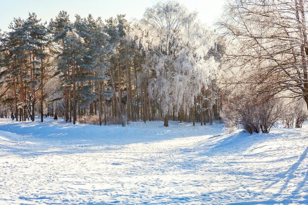 Alberi gelidi nella foresta innevata tempo freddo nella mattina di sole