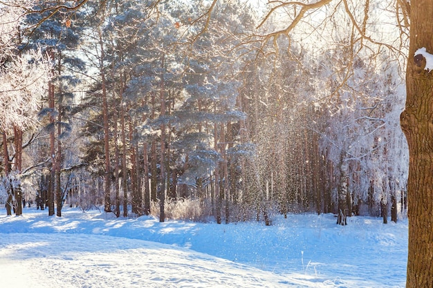 Alberi gelidi nella foresta innevata tempo freddo nella mattina di sole