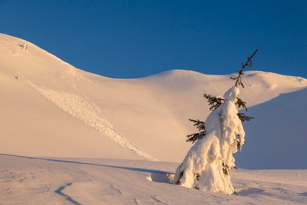 Alberi gelidi sotto la calda luce del sole con vista della valanga di neve sul pendio della montagna