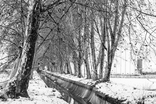 Alberi gelidi su un canale con acqua. Paesaggio innevato in bianco e nero. Concetto di inverno.