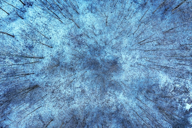 alberi gelo drone, vista astratta sfondo dicembre paesaggio alberi all'aperto neve