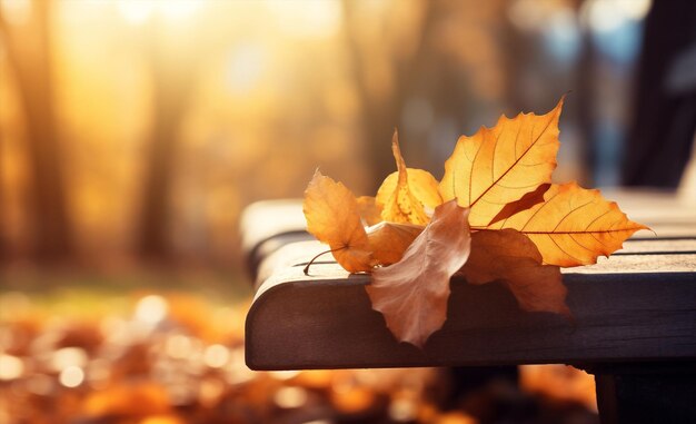 Alberi gialli cadono legno sfondo soleggiato parco di legno autunno natura foglie bokeh stagionali