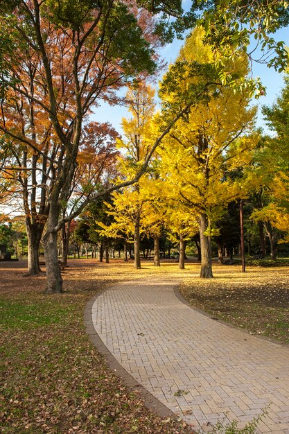 Alberi gialli del ginkgo nel parco pubblico di Yoyogi, Tokyo, Giappone.