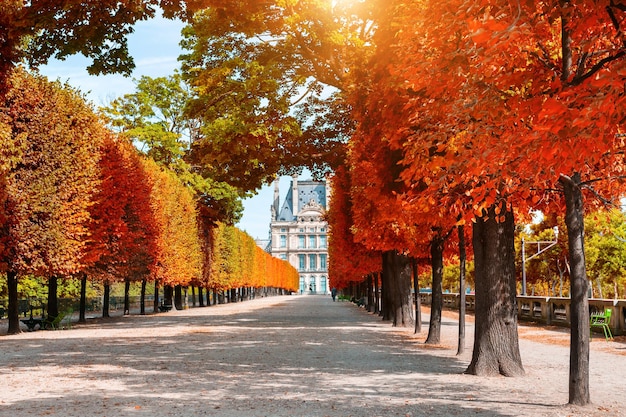 Alberi gialli di autunno nel giardino delle Tuileries vicino al Louvre a Parigi, Francia. Bellissimo paesaggio autunnale