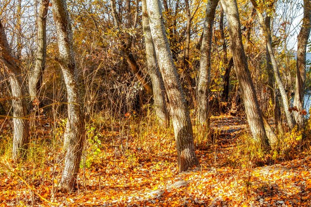 Alberi gialli e foglie cadute nella foresta autunnale