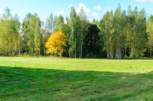 alberi gialli e verdi della foresta in autunno