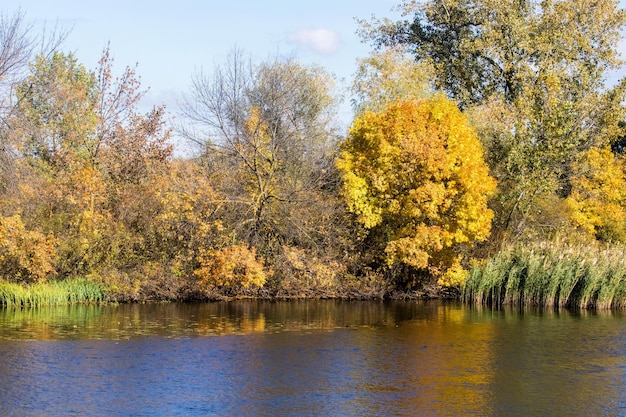 Alberi gialli in autunno lungo il fiume