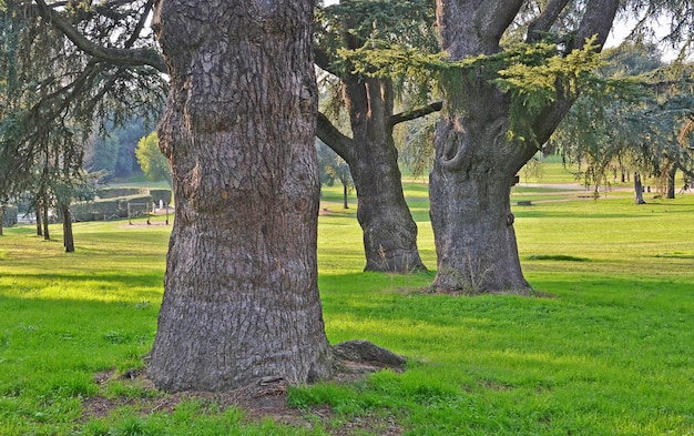 Alberi giganti nel parco