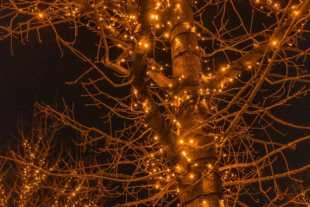 Alberi illuminati con molte luci Decorazione natalizia all'aperto