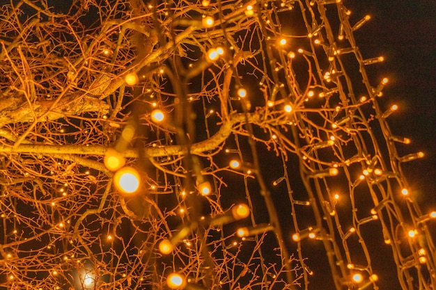 Alberi illuminati con molte luci Decorazione natalizia all'aperto