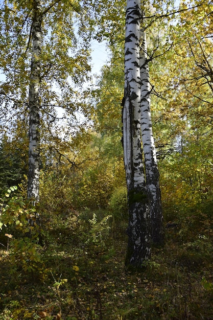 Alberi in autunno arboreto Ulyanovsk Russia