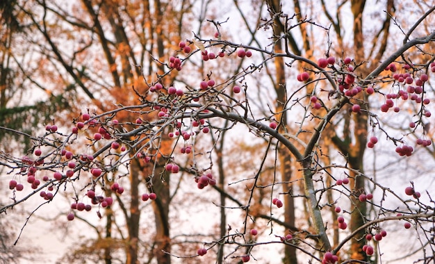 Alberi in autunno con il cielo olandese