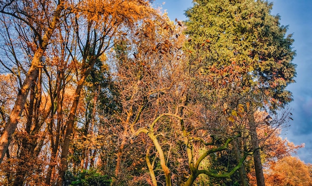 Alberi in autunno contro un cielo nuvoloso olandese