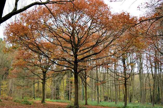 Alberi in autunno