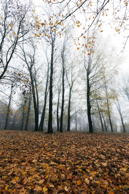 alberi in autunno