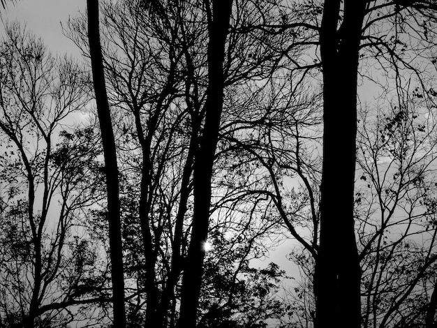 Alberi in bianco e nero