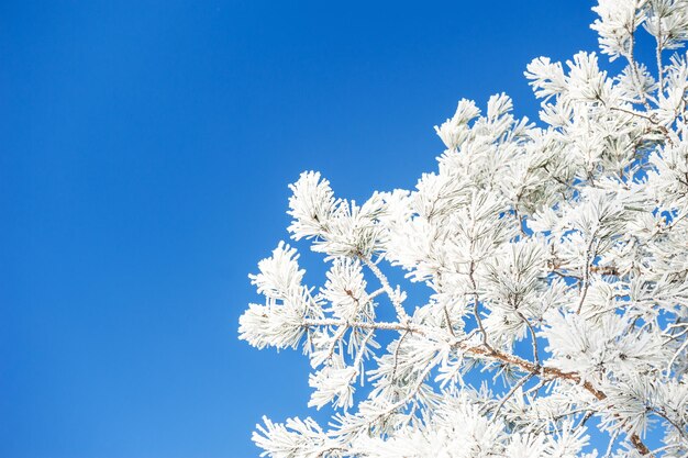 Alberi in brina contro il cielo blu. Messa a fuoco selettiva. Bellissimo paesaggio invernale.