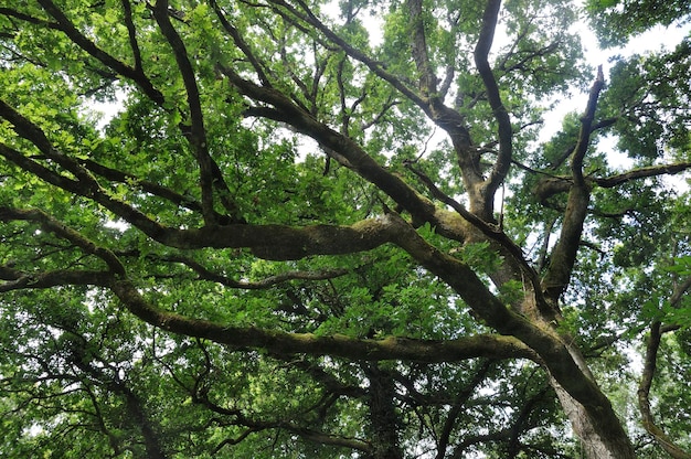 Alberi in estate in Francia