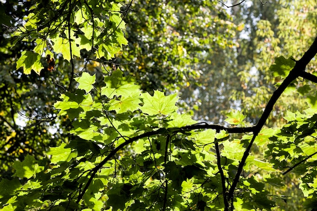 alberi in estate