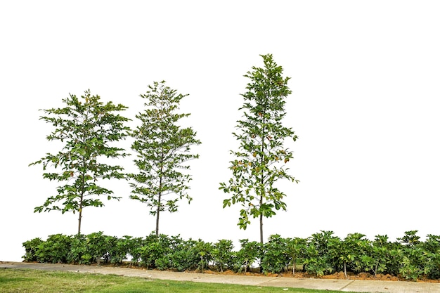 Alberi in fila isolati su sfondo bianco