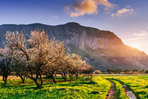 Alberi in fiore al tramonto in montagna