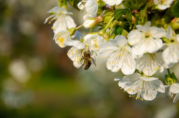 Alberi in fiore Ape su un fiore bianco. Ramo di un albero con fiori bianchi